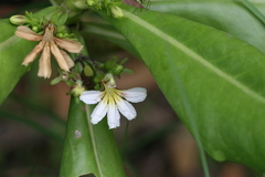 Scaevola taccada